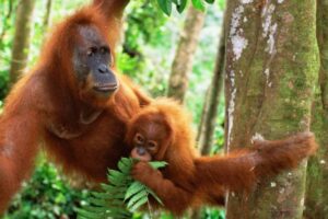 Orangutangen-5 fakta om Orangutangen