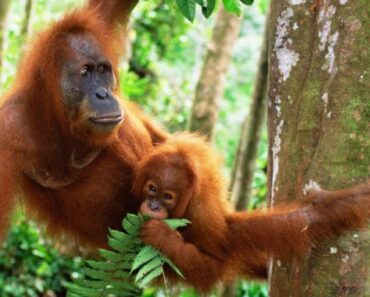 Orangutangen-5 fakta om Orangutangen