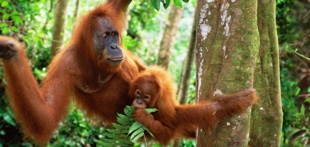Orangutangen-5 fakta om Orangutangen 