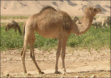 Dromedaren är en kamel med en puckel-fakta om Dromedar 