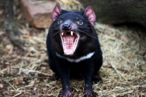 7 Fakta om Pungdjävul-Tasmansk djävul