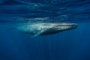 6 fakta om Blåvalen-Världs största djur