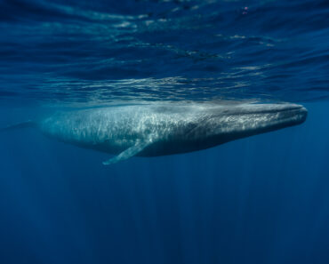 6 fakta om Blåvalen-Världs största djur