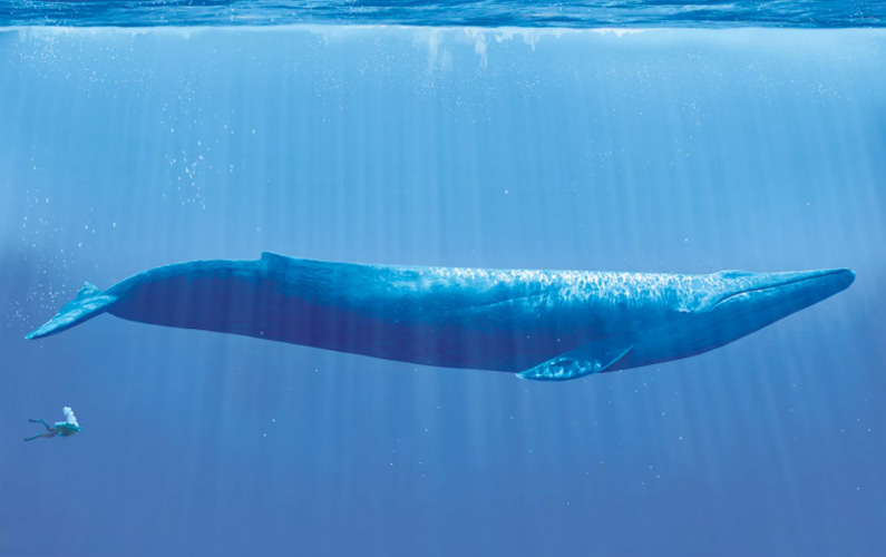 6 fakta om Blåvalen-Världs största djur -sak