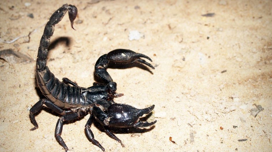 5 fakta om Skorpion-Scorpions är farliga djur sak