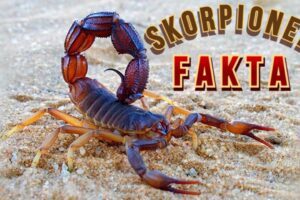 Bra fakta om Skorpion - Skorpioner är farliga djur