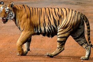 5 Fakta om Tiger - världens största kattdjur