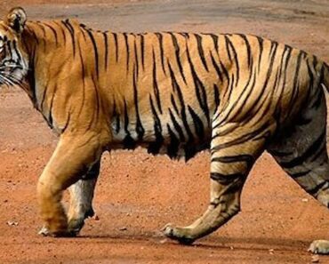 5 Fakta om Tiger - världens största kattdjur