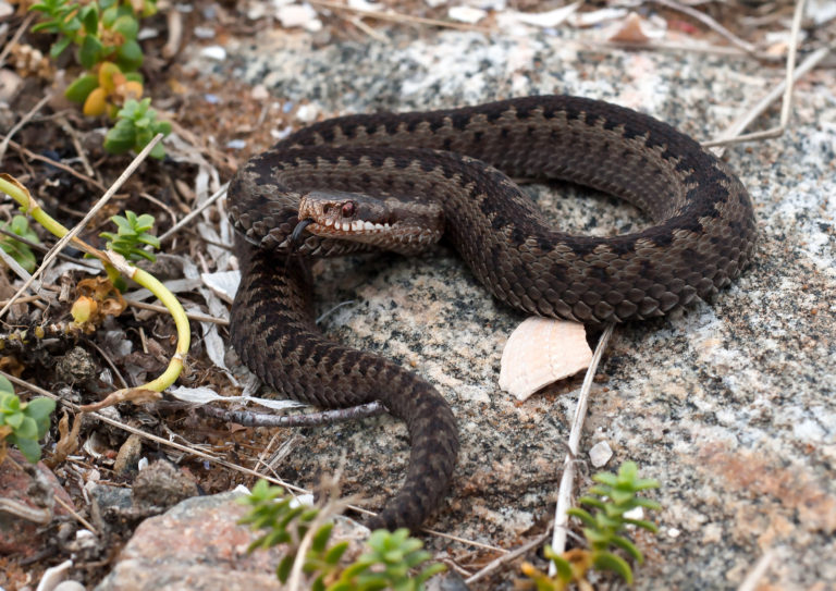 Vilken Orm Dödar Flest Människor