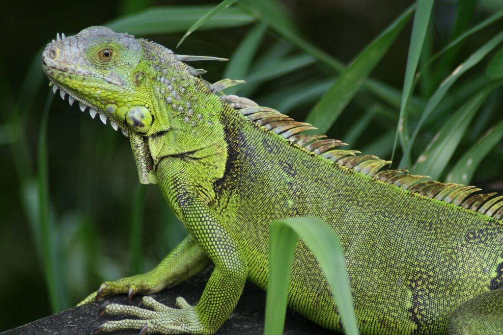5 Fakta om Leguan - Grön leguan djur på sak