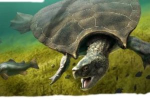 5 fakta om Sköldpadda -Sällskapsdjur på sak
