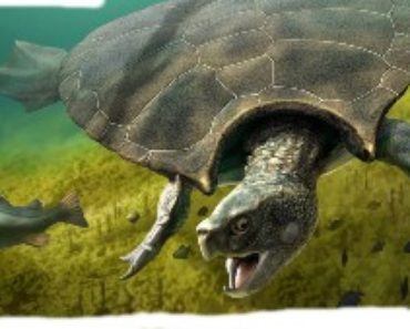 5 fakta om Sköldpadda -Sällskapsdjur på sak