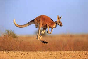 6 fakta om Känguru (Röd jättekänguru) djur