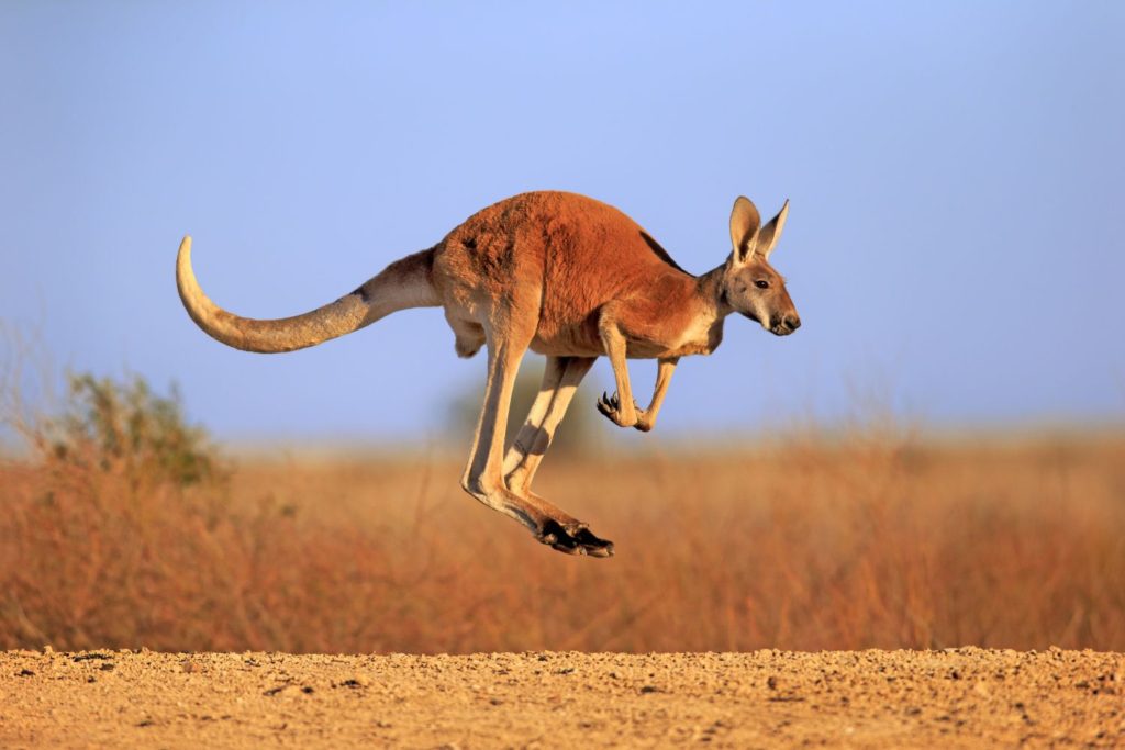 6 fakta om  Känguru (Röd jättekänguru)
