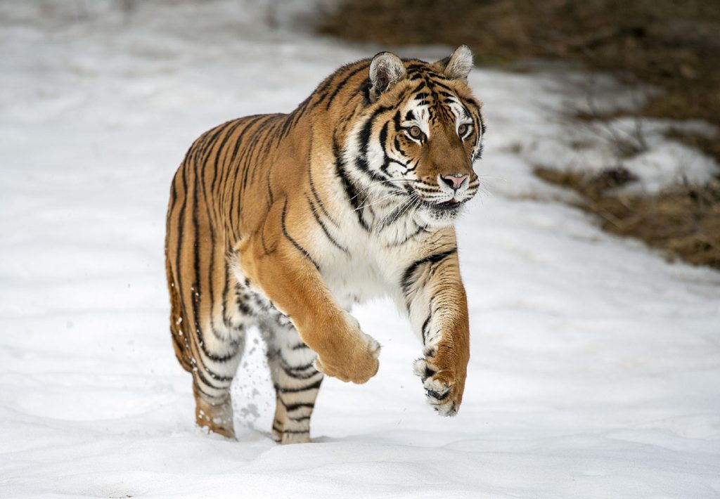 5 Fakta om Tiger- världens största kattdjur på sak