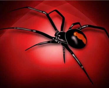 5 fakta om Svarta änkan - spindlar Bett