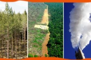 Bra fakta träden viktiga för klimatet