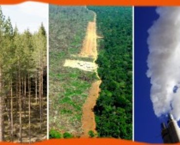 Bra fakta träden viktiga för klimatet