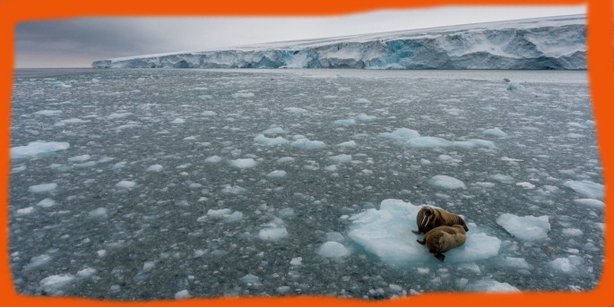 Bra fakta glaciärer och isar smälter stiger haven