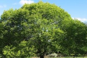 Almen kan bli ett mycket stort träd-fakta om trädet alm