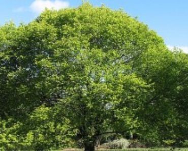 Almen kan bli ett mycket stort träd-fakta om trädet alm