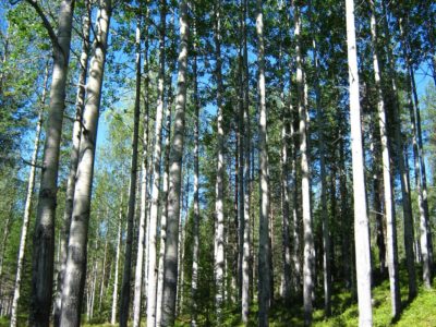 Bra fakta om asp träd-svenska skogarna - sak