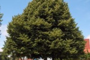 Bra fakta om lindträd- lind träd fakta