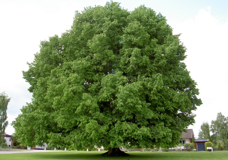 Lind träd Tilia cordata -fakta om träd lind i Sverige