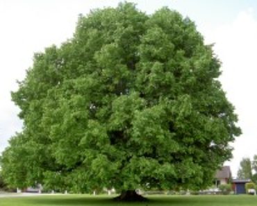 Lind träd Tilia cordata -fakta om träd lind i Sverige