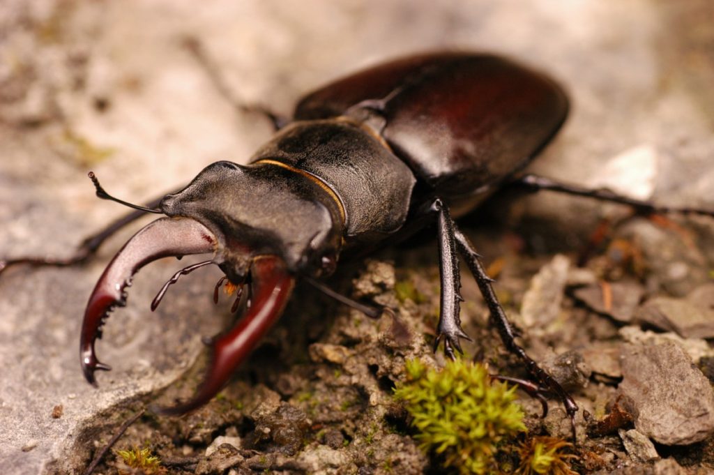 Bra fakta om Ekoxen-sveriges landskapsdjur Ekoxen - Stag beetle