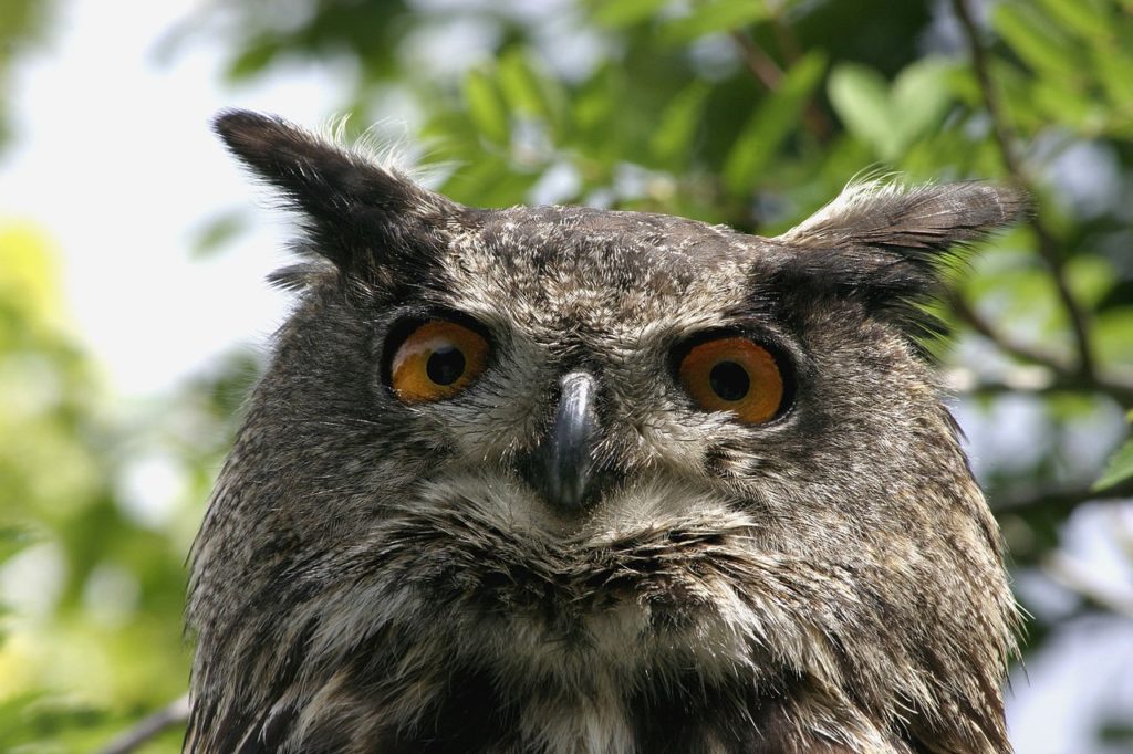 Bra fakta om Berguv -berguv landskapsdjur -Eurasian eagle-owl