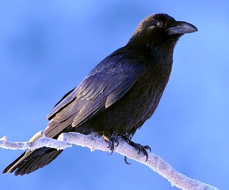 Bra fakta om korpar -kråkfåglar i sverige