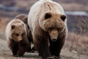 Bra Fakta om brunbjörn - vart bor björnar i sverige