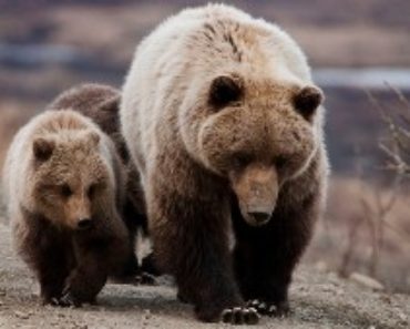 Bra Fakta om brunbjörn - vart bor björnar i sverige