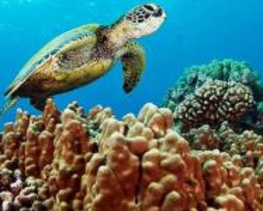 Bra fakta om Atoller och korallrev -Stora barriärrevet