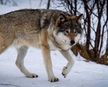 Bra fakta om Varg -Djur Wolf vargfamilj