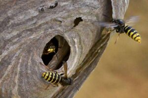 7 fakta om Getingar - INSEKTER I TRADGÅRDEN