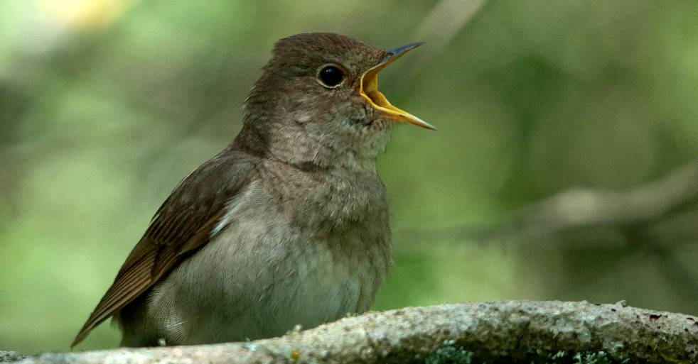 10 fakta om Näktergal - Djur Näktergal