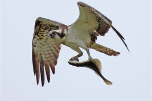Bra fakta om FISKGJUSE-Fåglar Osprey