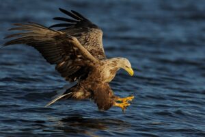 Bra fakta om Havsörn -Fåglar White-tailed eagle