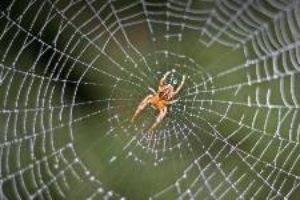 Bra fakta om HUSSPINDLAR -spindlar spinner nät