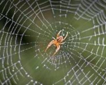 Bra fakta om HUSSPINDLAR -spindlar spinner nät