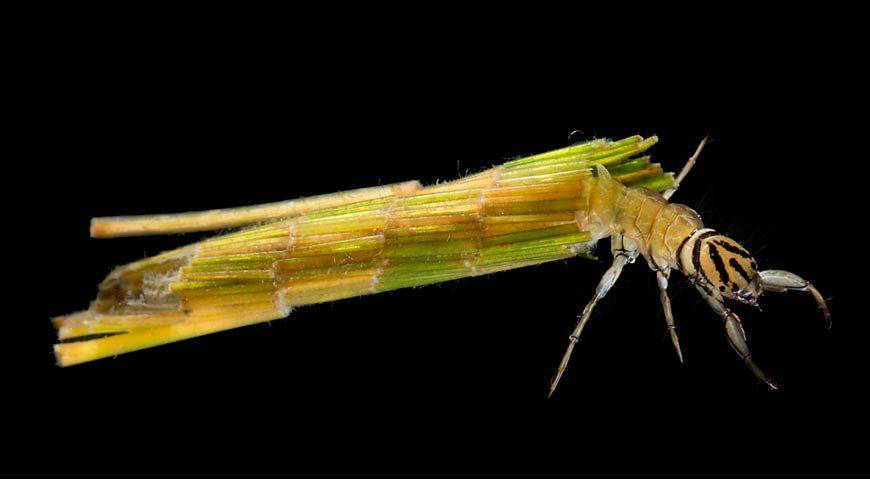 BRA FAKTA OM NATTSLÄNDELARVER -INSEKTER I VATTEN