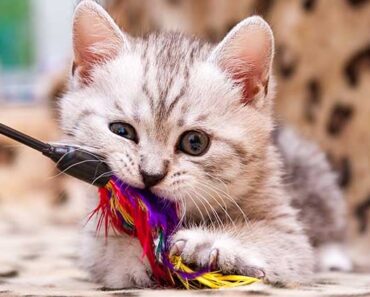 6 roliga fakta om katter som du inte visste om