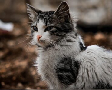 Fascinerande fakta om katter: från självständighet till charm och mystik"