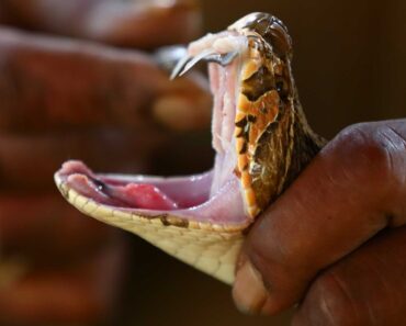 1 Världens farligaste jobb - Mjölkande ormar