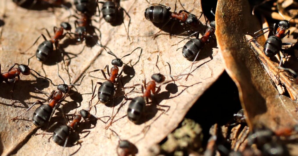 Vad gör man med myror i huset 8 bekämpningsmetoder myror