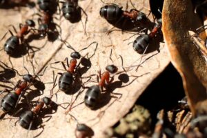 Vad gör man med myror i huset 8 bekämpningsmetoder myror